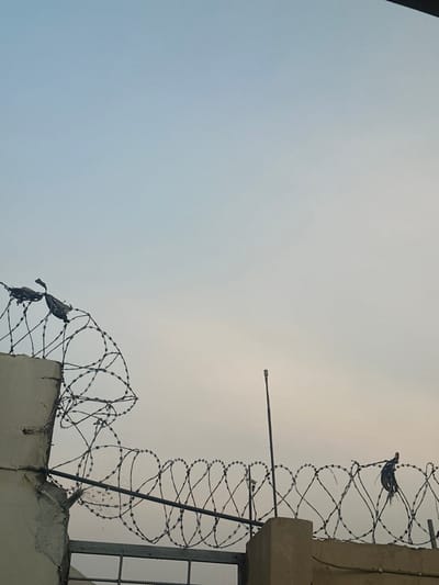 A low-angle shot showcases a cloudy sky as the backdrop. Razor wire coils along the tops of buildings, with a few birds perched among them. A lone pole extends from the building, breaking the sky's expanse. A window is visible on the right side of the image.