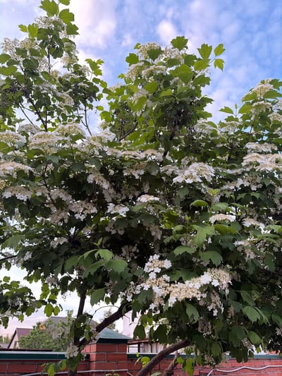 The image shows a tree with white flowers and green leaves against a blue sky with clouds. The tree is positioned next to a brick building. The location is Козенскі сельскі Савет, Belarus.