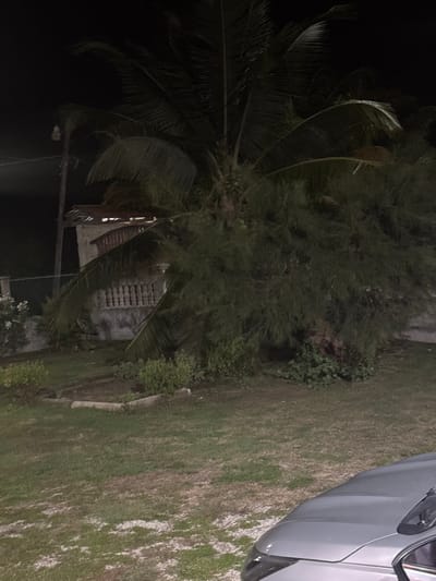 The image displays an outdoor, nighttime scene located in Tela, Honduras. In the foreground, the front right quarter of a silver-colored vehicle is visible. The midground consists of a grassy lawn with visible lighter patches, and two low concrete borders delineating garden beds containing small green plants. Dominating the center are a large palm tree, displaying several green coconuts, and a dense, bushy evergreen tree to its right. The background features a partially obscured two-story residential structure with a light-colored facade, a second-story balcony adorned with balusters, and a roofline showing exposed or damaged structural elements. A utility pole with a mounted light fixture is present on the far left, and a chain-link fence is visible between the pole and the structure. Artificial light sources provide dim illumination to parts of the scene, with significant portions remaining in darkness. No individuals or specific actions are observed.