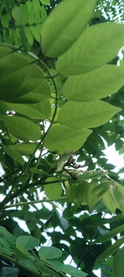 This is a close-up, vertical, outdoor, medium-shot photograph of green leaves and branches from a tree. The leaves are ovate and smooth, with visible veins. Some leaves are in focus and appear bright green, while others are out of focus and appear darker green or are silhouetted against the bright sky. The branches are thin and green, with some appearing slightly thicker and brown. There are small, dark, seed-like structures visible on some of the branches, possibly developing pods or old flower remnants. The background is mostly bright white, suggesting a clear sky, with some areas of darker green foliage. The lighting suggests it is daytime, with sunlight filtering through the leaves. The overall impression is one of lush vegetation. The image was captured in Blangjruen, Indonesia.