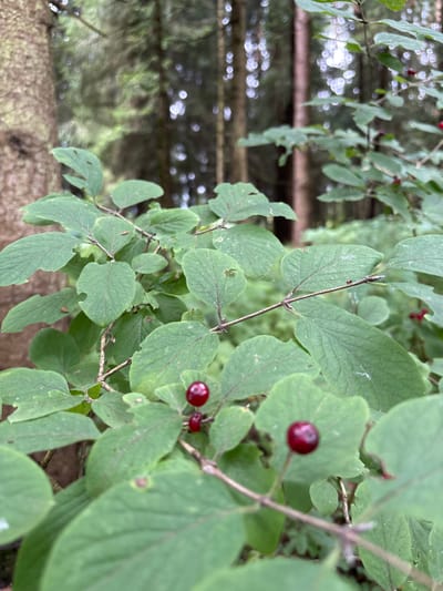 This image depicts a close-up view of a leafy branch with several small, dark red berries. The branch is covered in oval-shaped, green leaves, some of which show signs of wear or damage. In the background, the soft focus suggests a forest environment with tall trees and dappled light filtering through the canopy. The overall scene is natural and serene, suggesting an outdoor setting in a wooded area. There are no people or discernible structures visible in the image. The location is specified as Pavlovskaya Sloboda, Russia, implying a natural landscape within or near this area.