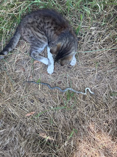 A tabby cat lies on its side in dry grass and some green shoots. To the left of the cat's head and chest is a snake with a black and white patterned body, coiled in an S-shape. The snake is approximately 20-30 centimeters long. The scene appears to be outdoors, likely in a field or uncultivated area. The lighting suggests it is daytime. No specific landmarks or structures that would indicate a city location are visible.