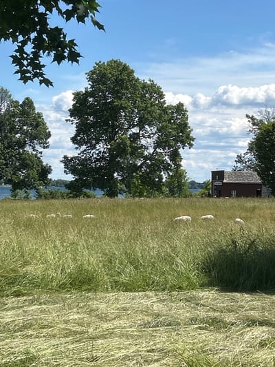 The image depicts a rural scene in South Dundas, Canada. The setting is outdoors on a sunny day with scattered clouds. The foreground is dominated by a large, freshly cut hay bale, its dry, pale strands contrasting with the surrounding lush green grass. To the left, a line of light-colored, ovular objects, possibly sheep or similar livestock, are scattered across a grassy slope. Further back, a dense green canopy of mature trees, primarily oak, frames the sky. Beyond the trees, a body of water, likely a river or lake, is visible, with rolling hills in the distance. A small, dark wooden building with a peaked roof and a single window is situated on the grassy area between the trees and the livestock. The overall impression is one of a peaceful, agricultural landscape. The time of day appears to be daytime, given the bright sunlight casting shadows and illuminating the scene.