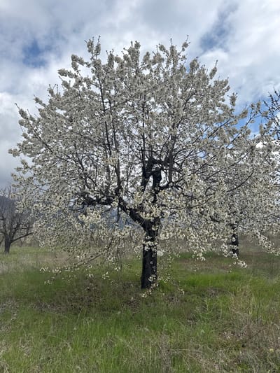 The image depicts a blossoming tree with white flowers in a grassy field. The sky is visible with clouds. It is taken in Gorna Grashtitsa, Bulgaria.