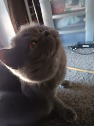A close-up, low-angle shot captures a British Shorthair cat with grey fur and bright orange eyes looking upwards. The cat is positioned on a beige, textured carpet. In the background, out of focus, is a white plastic storage unit with several drawers. Behind the storage unit, a dark wooden shelf unit is visible, containing various items. To the right of the cat, a black electronic device with cables is on the carpet, and a thin, light-colored stick is lying on the floor. The lighting creates a bright halo effect around the cat's head. The scene is indoors, and the specific location within Großkarolinenfeld, Germany, is not discernible from the image.