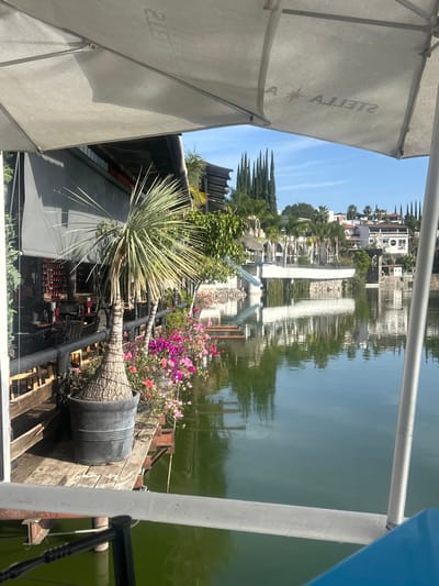 A waterfront view features a large yucca plant in a pot next to a vibrant bougainvillea bush. Distant buildings and tall cypress trees line the water's edge, mirrored in the water's surface. A "Stella" branded umbrella partially frames the scene, hinting at a seated or covered area. The image is taken from what appears to be a boat or dock, evident by the railing.