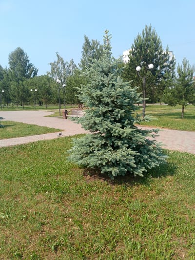 A paved path winds through a grassy park with several evergreen trees, a deciduous tree, and a white apartment building in the background. A young, bushy blue spruce tree stands prominently in the foreground. The path is made of reddish-brown pavers and is bordered by green grass. A park bench and a trash receptacle are visible along the path. The sky is clear and blue, suggesting a sunny day. A bird, possibly a pigeon, is walking on the path near the foreground. The scene appears peaceful and well-maintained, typical of a city park. The time of day is likely daytime, given the bright sunlight. There is no visible text in the image. The location is Polysayevo, Russia.