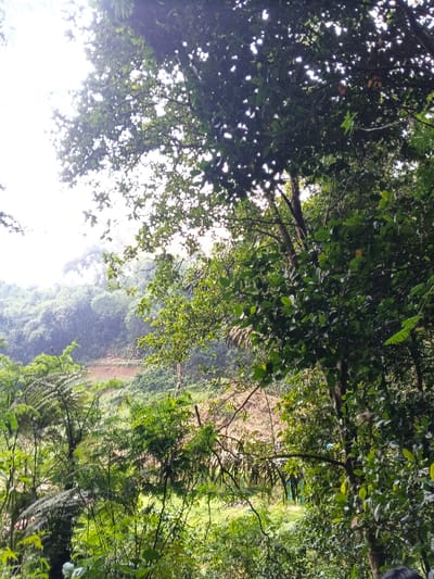 This image captures a lush, dense natural landscape in Desa Mburukulu, Indonesia, under bright, diffused daylight. The foreground is dominated by the dark green canopy of a large tree, with numerous leaves and branches partially obscuring the sky, allowing dappled light to filter through. To the left, various shades of green foliage, including ferns, are visible. The midground features a valley or gentle slope heavily covered in diverse vegetation, primarily trees and bushes. In the background, a hilly or mountainous terrain is discernible, also densely forested. A cleared or terraced section of brownish earth is visible on a distant slope, suggesting landscape modification or natural erosion. No individuals, man-made structures (other than potentially altered land), or specific actions are identifiable within the frame.