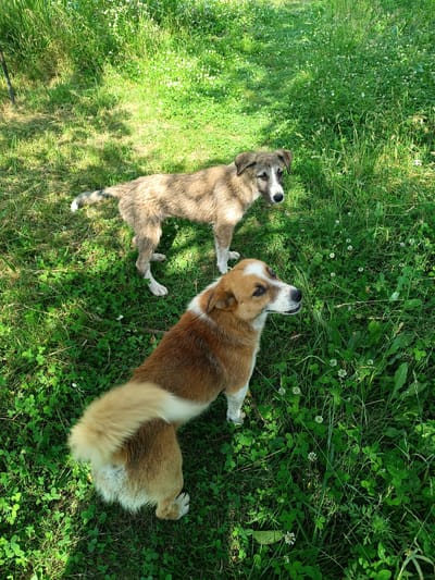 The image shows two dogs standing in a grassy area in Stănești, Romania. The dog in the foreground is medium-sized with reddish-brown and white fur, a bushy tail, and is looking to the right. The dog in the background is lighter in color with brown and tan markings, and is looking towards the camera. Both dogs appear to be in good health. The setting is a natural outdoor environment with lush green grass, clover, and small white flowers. Sunlight filters through trees, creating dappled shadows on the ground, suggesting it is daytime with clear or partly cloudy weather. The overall mood is peaceful and natural. There is no visible text in the image.