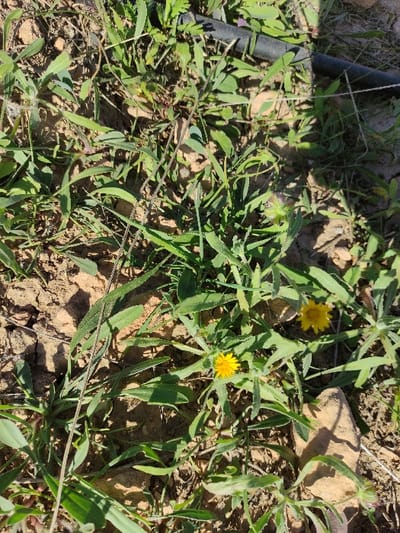 The image displays a ground-level view of an outdoor area in Torre Pacheco, Spain, illuminated by natural sunlight. The scene is dominated by light brown, dry, and cracked soil. Green, low-lying herbaceous plants and grass-like vegetation are sparsely distributed across the dirt ground. Two small, bright yellow, multi-petaled flowers are prominently visible in the lower right quadrant. A black, flexible irrigation hose, approximately 2-3 cm in diameter, runs diagonally through the upper portion of the frame, partially covered by vegetation and casting a shadow. No individuals or animals are present. Shadows cast by the plants and the hose indicate a light source originating from the upper left.