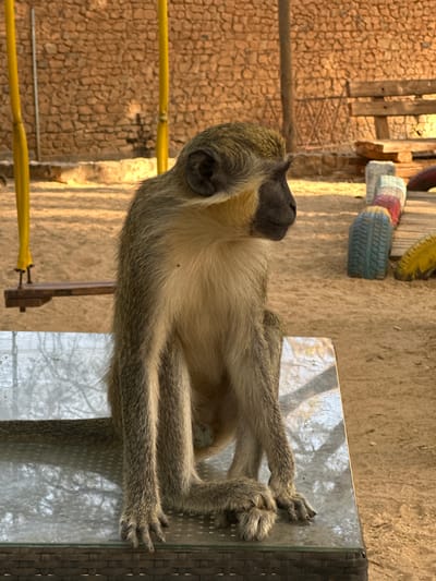 An upright vervet monkey sits on a reflective surface, likely a tabletop, in an outdoor setting. The monkey is positioned centrally in the frame, looking slightly upward and to its left. Its fur is a mix of greenish-grey on its back and limbs, transitioning to a light, creamy color on its chest and belly. Its face, ears, hands, and feet are covered in darker, almost black fur, with a prominent black muzzle. A small dark spot is visible on its light-colored belly fur. Its long fingers and toes are visible as its hands and feet rest on the surface.

The reflective surface beneath the monkey shows distorted reflections of trees or the sky. To the right of the monkey, the edge of a dark, woven material, possibly part of a chair or table, is visible.

The background features a rustic stone wall made of small, light brown, irregularly shaped stones. Above the wall, sandy or dirt ground is visible. Various wooden structures, resembling fences or platforms, are scattered in the mid-ground. Colorful, painted tires (blue, red, and yellow) are also visible among these structures, suggesting a play area or a repurposed decorative element. A bright yellow metal bar or fence post is visible in the lower left background.

The scene is brightly lit by natural sunlight, casting warm tones and clear shadows, indicating daytime, possibly late morning or afternoon. The overall impression is one of a warm, sunny environment, consistent with the given location context of Communauté rurale de Sindia, Senegal. There is no visible text in the image.