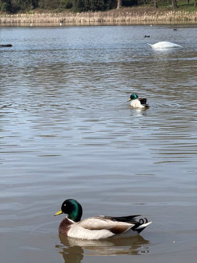 The scene depicts a clear, sunny day at Abbey Fields Lake in Kenilworth, United Kingdom. The foreground features a male Mallard duck (Anas platyrhynchos) swimming towards the left, displaying a glossy green head, yellow beak, white neck ring, chestnut breast, grey flanks, and a curled black tail feather. Mid-ground, a second male Mallard duck swims further back and to the right, also facing left, appearing to preen or shake water, creating ripples. In the upper right quadrant of the lake, a partially submerged white object, consistent with a large waterfowl such as a swan, is visible. Several smaller, dark waterfowl are dispersed in the distance. The far bank is lined with light brown, dry reeds and grasses, behind which deciduous trees stand, some appearing bare. The water reflects the blue sky and exhibits minor surface ripples. No human presence is observed.