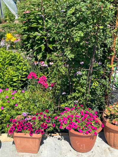 The image depicts a vibrant garden scene, likely in Татарская Каргала, Russia, on a sunny day. In the foreground, two large terracotta pots are filled with bright pink petunias. The pot on the left is square-shaped, while the one on the right is rounder. Behind these pots, a lush variety of flowers and greenery fills the space.

Prominently featured are clusters of deep pink phlox flowers, interspersed with smaller pink and purple flowers, possibly geraniums or impatiens. A large bush with dark green leaves dominates the background, with thin purple clematis flowers peeking through. To the left, yellow flowers, possibly daylilies, and pink coneflowers add to the colorful display. The garden is situated on a wooden-planked surface, and a metal trellis supports some of the climbing plants. In the far left background, a portion of a white greenhouse structure is visible. The scene is bathed in sunlight, casting shadows on the ground and highlighting the rich textures and colors of the garden. No people are present in the image.