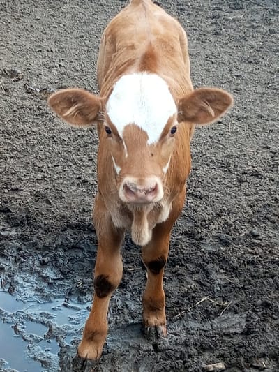A light brown calf with a white blaze on its forehead stands in a muddy, uneven outdoor enclosure. The calf is facing the camera, with its head slightly tilted. Its ears are perked forward. The ground is a mix of dark, clumpy mud and shallow puddles of water. There is some dried grass and debris scattered on the ground. The lighting is overcast, suggesting a cloudy day. The image does not contain any information that would suggest a specific location within the city of Zavyalovo, Russia.