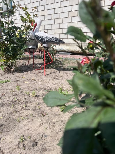 The image shows two decorative storks on thin red legs in a garden with a white brick wall in the background. The storks are white with black accents on their wings and have red beaks and red legs. One stork is positioned slightly in front of the other. Green foliage from rose bushes is prominent in the foreground, partially obscuring the storks and the ground. The ground is covered in sand and small green plants. In the far background, there appears to be a beige tarp or bag and a single pink rose in bloom. The scene suggests an outdoor setting, possibly a residential garden in Sobishchytsi, Ukraine.
