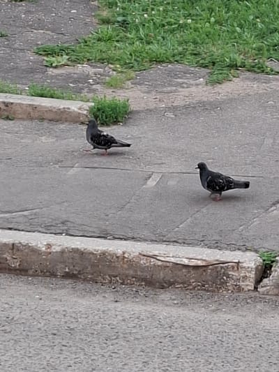 This image captures two pigeons on a paved surface next to a patch of green grass. The paving stones are a light gray, with some visible cracks and wear. A slightly raised, rough-textured border runs along the right side of the paved area, appearing to be made of concrete or stone. The grass on the left is lush and green, with some small weeds or other plants interspersed.
The pigeons are dark gray with iridescent feathers on their necks and backs. One pigeon is slightly ahead of the other, and both are facing downwards, seemingly pecking at the ground. Their legs and feet are a reddish-pink color.
The scene appears to be outdoors, possibly in a park, sidewalk, or urban area. The lighting suggests it is daytime, with no harsh shadows indicating a specific time of day like midday. The weather seems to be fair, allowing the pigeons to forage outdoors. There is no visible text in the image. The overall impression is a common, everyday scene of pigeons in an urban or semi-urban environment.