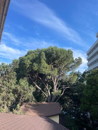 The image depicts a view from a rooftop towards a large evergreen tree. The tree's branches are laden with dense green foliage, and its trunk is visible, showing a weathered texture. In the background, a modern white building with multiple balconies can be seen on the right side of the frame. The sky is a vibrant blue with thin, wispy white clouds. Partially visible at the top left is a section of a wooden gutter or fascia board. The foreground is dominated by the brown shingles of a rooftop. The scene appears to be set in a residential or resort area, possibly in the city of Gasprinsky, Ukraine, given the architecture and lush vegetation.