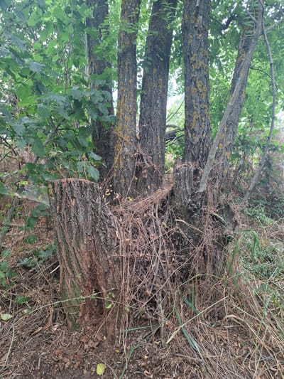 The image depicts a close-up view of a tree stump and several surrounding trees in a natural, overgrown environment. The tree stump is in the foreground, with rough, textured bark and a hollowed-out appearance at the top. Surrounding the stump are three tree trunks of varying sizes, with rough, textured bark that is partially covered in yellow lichen. The trees are densely surrounded by green foliage and dry, brown undergrowth, including grass and fallen twigs. The scene appears to be an outdoor setting, possibly a wooded area or overgrown garden. No people or animals are visible in the image. The location in Topaly, Ukraine, is noted but not visually evident from the image itself.