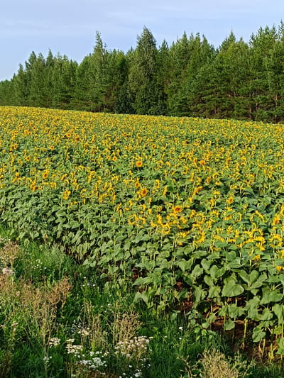 A vast field of sunflowers stretches towards a dense forest line under a clear, pale blue sky. The sunflowers, predominantly yellow with brown centers, are planted in neat rows, their large green leaves creating a textured carpet. In the foreground, wild grasses and small white wildflowers grow along the edge of the field. The scene appears to be in an agricultural or rural area, possibly near the village of Nizhnii Takanysh, Russia, given the typical landscape of such regions. There are no people or animals visible in the image. The lighting suggests it is daytime, possibly late afternoon given the slight warmth of the sunlight.