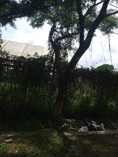 The image displays an outdoor scene in Namthoung, Laos, under overcast daylight conditions. A large, multi-trunked tree with dark bark and green foliage dominates the mid-right, its branches extending across the upper frame. Several vines hang from the tree's branches. Multiple power lines are visible running horizontally through the upper portion of the image, partially obscured by the tree's canopy. Below the tree, at its base and extending right, a significant accumulation of refuse is present, consisting of various plastic bags (white, black, and colored) and other discarded materials, resting on the unpaved ground. Behind the tree and spanning the mid-ground is a dense wall of dark green foliage, appearing to be an overgrown hedge or vegetation covering a fence structure. In the upper-left background, above the foliage, a large, light-colored structure, possibly a building or temporary shelter covered in white tarp or fabric, is visible against a bright, cloudy sky. The immediate foreground shows unpaved ground with sparse grass and shadowed areas. No human figures are present.