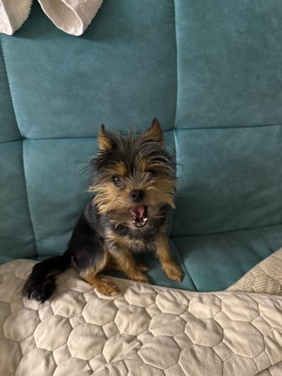 A Yorkshire Terrier is lying on its back on a teal-colored sofa, with its paws in the air. The dog has a playful expression and its mouth is slightly open, showing its teeth and tongue. Its fur is a mix of brown and black. To the right of the dog is a cream-colored blanket with a textured, hexagonal pattern. In the background, on the left side of the sofa, a white towel is visible. The scene appears to be indoors, likely in a living room or den. The lighting suggests it could be daytime, but there are no windows or outdoor elements to confirm the time of day or weather. The dog's posture and expression convey a sense of playfulness and comfort. There is no visible text in the image. The location is identified as Stolbische, Russia.