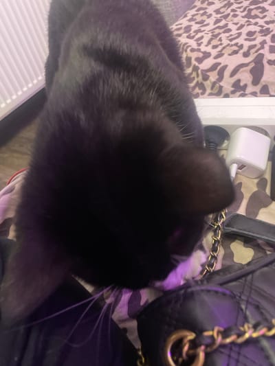 A black cat is the primary subject of the image, positioned in the foreground and angled downwards. Its fur appears dark and possibly slightly blurred due to movement. The cat's head and upper body are clearly visible. In the background, a white object with two ports, likely a power adapter, is present. To the right of the adapter, a leopard-print fabric can be seen. Beneath the cat, a black quilted bag with a gold chain strap is partially visible. The scene is indoors, and the lighting suggests it's daytime or a well-lit room. There are no people in the image, and the location within Zmeinyi, Russia, cannot be determined from the visual information provided.