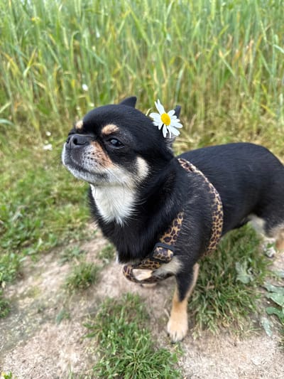 A black and tan chihuahua lies in tall, green grass, its head tilted upwards. A single white daisy with a yellow center is placed on top of its head. The dog wears a leopard-print harness. The background consists of more grass and a dirt path. The lighting suggests it is daytime.