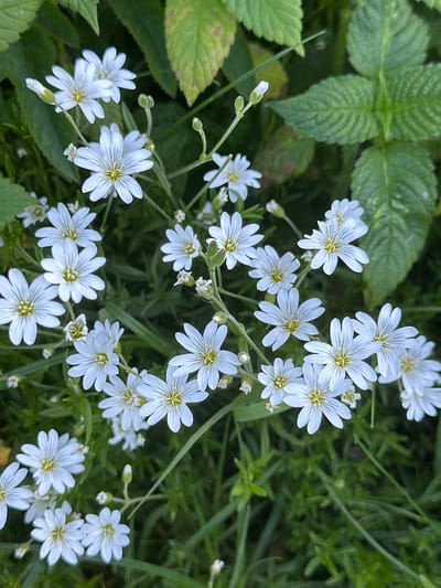 The image is a close-up, eye-level shot of a cluster of small white wildflowers with delicate, star-shaped petals and yellow centers. The flowers are in bloom, with some petals appearing slightly creased or folded. The background is a blur of green foliage, including larger leaves with a slightly mottled appearance and slender blades of grass. The lighting is natural, suggesting an outdoor setting. There are no people or animals visible. The image appears to be taken in a natural, outdoor environment, likely a meadow or garden.