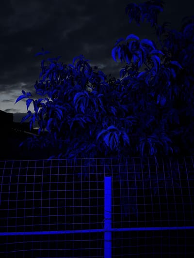 The media file is a close-up, vertically oriented photograph with a dark, moody aesthetic, dominated by deep blues and blacks. The primary subjects are a cluster of bright blue leaves, likely a plant or tree, cascading from the left side of the frame. These leaves are vividly illuminated, contrasting sharply with the dark background. To the right of the leaves, a prominent grid structure made of thin, glowing blue lines occupies the right half of the image. This grid appears to be wire mesh, possibly part of a fence or enclosure. A single horizontal beam of the same vibrant blue light crosses the grid from left to right, roughly in the upper middle section of the grid.
The background on the left is a dark, stormy sky with visible clouds, suggesting a twilight or night setting, possibly with artificial lighting enhancing the blue hues. The overall mood is mysterious and somewhat surreal due to the intense, unnatural blue coloration of the foliage and grid. There are no people visible in the image, and no discernible activity is taking place other than the implied stillness of the plant. The location cues are limited to the provided context of Chermen, Russia, which does not manifest visually within the frame itself. No text is visible in the image.
