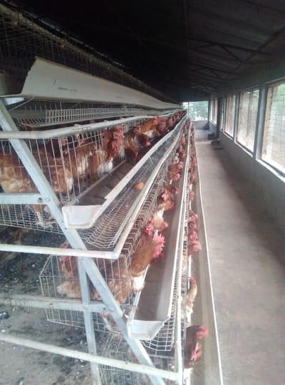 The photograph depicts a chicken farm interior with multiple tiers of caged hens. These cages are stacked vertically along a corridor, each cage housing several chickens. An egg can be seen on the ledge in front of the cage. The structure is simple, with a roof overhead, and wire mesh covering the windows. A grey concrete floor runs along the walkway, completing the utilitarian feel of the farm.