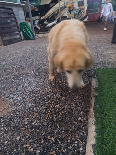 The image depicts a medium-sized, light-colored dog standing on a gravel surface. To the right of the dog, there is a patch of artificial turf. In the background, there is a building and a bus with a large eagle graphic. A person is walking in the background as well. A motorcycle is partially visible in the left-center background. The photo appears to be taken outdoors in Surat Thani City Municipality, Thailand.