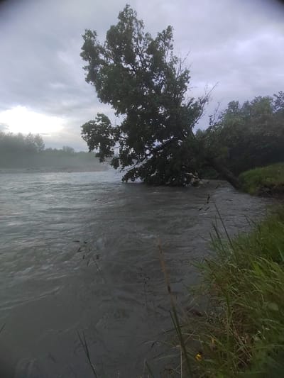 An overcast day is depicted with a wide, fast-flowing river in the foreground. On the right bank, tall green grass grows densely, with some blades extending into the water. A large tree has fallen into the river, its branches reaching across the water. In the distance, a thick fog obscures the trees and landscape on the opposite bank. The location is the Malaya Laba River in Psebai, Russia.