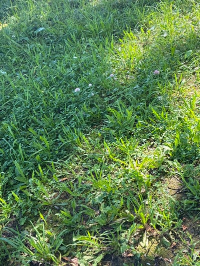 The image displays a close-up, outdoor, natural scene of green grass and small white and pink flowers on the ground. The lighting suggests a sunny day with shadows cast across the vegetation. The ground appears to be soil and leaf litter. The image does not contain any people, buildings, or any recognizable landmarks that would help identify its specific location within Staroe, Russia.