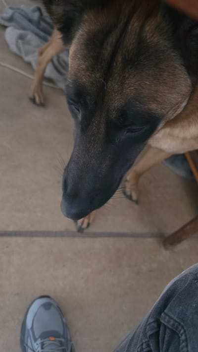 An overhead shot captures a peaceful indoor scene, primarily focusing on the head of a dog, likely a Belgian Malinois. The dog's fur is a striking mix, transitioning from dark brown and black around its muzzle and head to a lighter tan on its partially visible body. Its eyes are closed, suggesting it is resting or sleeping.
To the right of the dog, a person's leg is visible, wearing dark blue jeans and a grey athletic shoe with subtle orange accents, indicating the person is standing or sitting nearby. In the background, out of focus, another dog's leg and paw can be seen, along with what appears to be a wooden furniture leg. A crumpled piece of grey fabric or a blanket lies on the light-colored, possibly tiled or concrete, floor, which features a distinct seam or line running across it.
The image conveys a sense of calm and domesticity, with the dog comfortably settled indoors, possibly in a home in Magny-les-Hameaux, France. No text is visible in the frame.