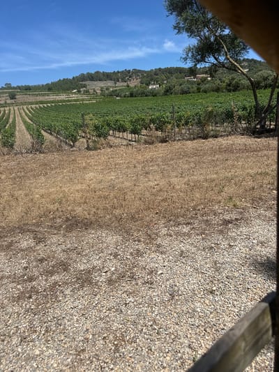 The image, oriented correctly as a landscape, captures a sunny rural scene in Alaró, Spain. The foreground on the right is dominated by a light-colored gravel path or area, interspersed with a few small dry grass patches. A dark wooden beam partially obscures the very top right corner. To the left of the gravel is a strip of dry, light brown grass or straw, suggesting arid conditions or a recently harvested field.

Further back, a fence, possibly chain-link, separates the dry area from lush green vegetation arranged in distinct rows, characteristic of a vineyard. The rows extend towards the horizon, indicating a large agricultural expanse. On the far left, a mature tree with a textured trunk and spreading branches, adorned with dark green foliage, casts some shade.

In the mid-ground and background, rolling hills rise, densely covered with dark green trees and scrubland. Several scattered, light-colored buildings or houses are nestled within the greenery on these hills, adding a touch of human presence to the natural landscape. The sky above is a clear, vibrant blue with wispy white clouds trailing horizontally, suggesting good weather.

The scene depicts a bright, clear day, likely late morning or early afternoon, bathed in abundant natural light. There is no visible activity or specific event taking place, presenting a peaceful and serene rural landscape. No discernible text is visible within the image.