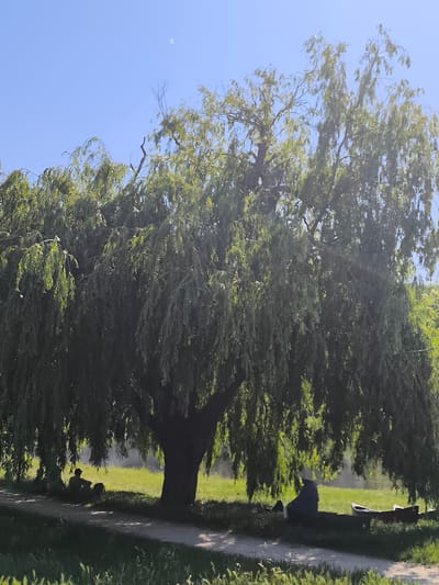 The photograph captures a sunny scene in Saint-Pierre-de-Bœuf, France, featuring a large willow tree with its characteristic drooping branches. Under the shade of the tree, people are resting and enjoying the weather. One person is seated on the ground, while another is seated on a bench next to a partially visible boat. A path runs along the edge of the tree, separating the grassy area from a grassy patch in the foreground. The sky is clear blue.