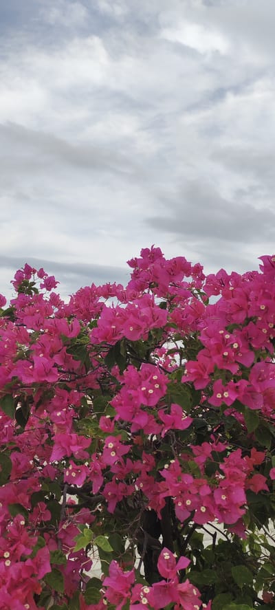 The image depicts a vibrant pink bougainvillea bush in Ranto, Indonesia, set against a backdrop of a cloudy, overcast sky. The bush is densely packed with flowers, their bright pink hue contrasting with the grey sky. The white bracts of the bougainvillea flowers are visible throughout the image. The sky occupies roughly the upper third of the frame, while the bougainvillea bush fills the lower two-thirds.