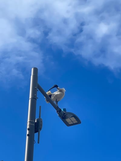A white ibis stands on a streetlight fixture against a bright blue sky with scattered white clouds. The ibis is positioned on the right side of the frame, facing left. Its head is bent down as if it is grooming or preening. The streetlight is mounted on a grey pole, which is visible on the left side of the image. A grey box-like object with antennas is attached to the pole below the streetlight. The scene is set against a clear blue sky, suggesting an outdoor environment. The location is the Gold Coast, Australia.