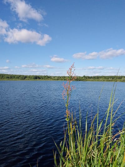 The image depicts a tranquil natural scene by a body of water under a bright blue sky dotted with white clouds. In the foreground, tall green grass and a plant with reddish-pink flower clusters grow along the water's edge. The water itself is a deep blue, with small ripples suggesting a gentle breeze. Across the water, a dense line of green trees forms the distant treeline. The overall impression is one of serene natural beauty on a clear day, likely in a rural or wilderness setting outside of the immediate urban environment of Snopok Novyi, Russia, given the lack of any man-made structures or urban elements.