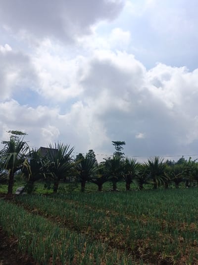 This vertical outdoor photograph depicts an agricultural landscape under a partly cloudy sky in Maw Hit, Myanmar. The foreground presents a field of green, slender crop plants, consistent with spring onions or chives, arranged in parallel rows across exposed brown soil. In the midground, a uniform line of approximately ten palm-like trees with spiky, radiating foliage extends horizontally across the frame. The background reveals a dark-roofed structure, possibly a dwelling or shed, partially visible on the left, flanked by various other trees and dense green vegetation. No human subjects, animals, or discernible actions are present.