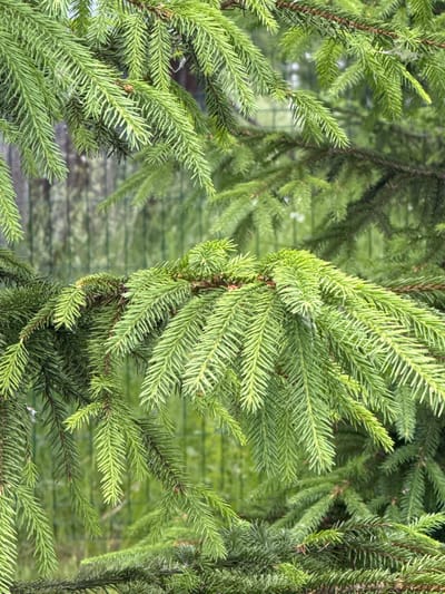 The image shows a close-up view of spruce tree branches. The needles are a vibrant green, and some appear to be new growth, lighter in color. The branches are dense and layered, creating a textured effect. In the background, the image is out of focus, but it appears to be an outdoor setting with more greenery and possibly a fence. There is no indication of human presence or activity in the image, nor is there any information to suggest this scene is located in Kommolovo, Russia.