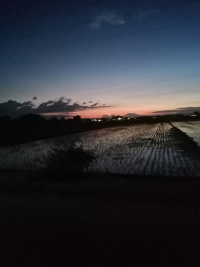 The image depicts a rural scene in Blitaran, Indonesia, at dusk. The sky transitions from a dark blue overhead to a band of orange and pink near the horizon, with scattered clouds. A silhouette of trees and foliage runs along the midground. A flooded field occupies much of the scene, reflecting the remaining light. Rows of plants, likely rice paddies, create parallel lines leading into the distance. A small bush sits in front of the field, blocking a complete view of the path. The foreground is very dark, obscuring details. Some scattered lights are visible further in the distance, suggesting a nearby village.