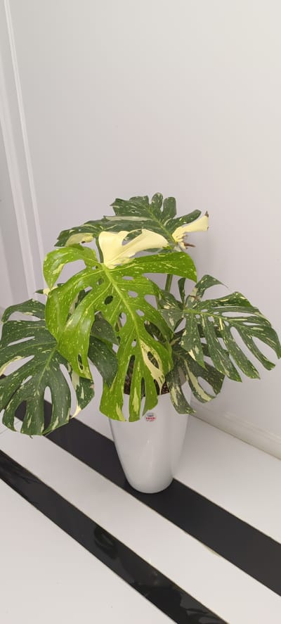 A potted variegated Monstera plant sits on a surface with black and white stripes. The plant has large, green leaves with patches of white and yellow variegation, and some of the leaves have fenestrations (holes). The plant is in a white pot. The background is a plain, light-colored wall. The image is taken from a medium distance, showing the entire plant and a portion of the striped surface. There are no people or animals present in the image. The lighting appears to be even, suggesting an indoor setting. The location in Baghdad, Uzbekistan is not determinable from the image itself.