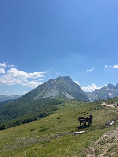 The image depicts a panoramic view of a mountainous landscape, likely in the vicinity of Krajišta, Montenegro. The scene is dominated by lush green rolling hills covered in grass and dotted with scattered trees. In the foreground, a small herd of horses grazes on the grassy slope. Further into the distance, a massive, rugged mountain peak rises majestically, its slopes displaying patches of scree and vegetation. The sky is a vibrant blue, with a few scattered white clouds adding depth to the scene. A narrow dirt road winds its way through the landscape, and a small structure or building can be seen nestled on the hillside in the middle ground. The overall impression is one of natural beauty and serenity, characteristic of a rural, mountainous environment.