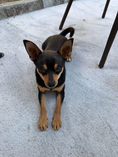 A medium-shot, top-down perspective captures a small, black and tan dog lying on a light-colored concrete surface. The dog is oriented with its head toward the right side of the frame and its body extending towards the left. Its ears are large and pointed, with dark fur on the outside and lighter brown on the inside. The dog's eyes are dark and appear to be looking directly at the camera with a curious or attentive expression. It has black fur on its head and back, transitioning to tan or light brown on its chest, legs, and muzzle. Its paws are visible, extended in front of it, and appear to be resting on the concrete. A portion of its tail is visible curling around its back.
In the background, dark, ribbed furniture legs are visible in the upper left and left portions of the image, suggesting the dog is outdoors, possibly in a patio or garden area. The concrete surface appears textured and slightly worn. The lighting suggests it is daytime, with natural light casting a mild shadow, but there are no strong indicators of specific weather conditions. The scene is static, with the dog in a resting or relaxed pose. No text is visible in the image. The overall impression is of a common domestic scene, likely in a garden or outdoor seating area, given the presence of furniture. The location context provided is "Градина, Bulgaria," which aligns with the outdoor setting.