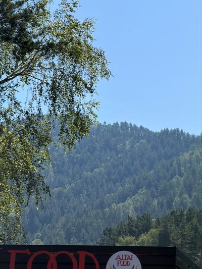 The image displays a scenic view of a lush, green forest covering a hillside under a clear blue sky. In the foreground, the branches of a tree with green leaves hang down, partially obscuring the view. At the very bottom of the image, a dark structure with red lettering, possibly a sign for "FOOD," is visible, along with a circular emblem that says "ALTAI FOOD." The location is specified as Uznezya, Russia. There are no people or animals present in the image. The overall scene is tranquil and natural, with a focus on the vastness of the forest and the bright sky.