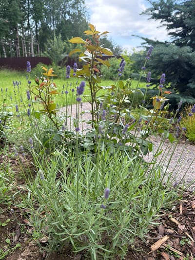The image depicts a close-up view of a garden in the city of Стеклянный, Russia. In the foreground, a dense cluster of lavender plants with blooming purple flowers and green foliage dominates the scene. Behind the lavender, a young rose bush with reddish-bronze leaves and green foliage is visible. To the right, the dark green branches of a large coniferous tree, likely a blue spruce, are prominent. In the background, a brown wooden fence runs horizontally, separating the garden from a grassy area and a line of trees with some visible structures. The sky above is partly cloudy with a mix of white clouds and blue sky. The ground is covered with soil and mulch, with a gravel path visible behind the plants.
