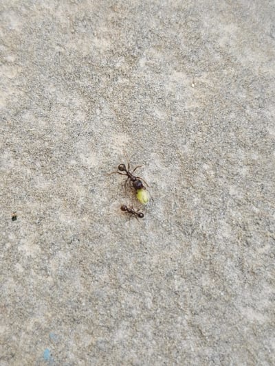 This image depicts a close-up, high-angle view of two ants on a coarse-grained, light gray concrete or asphalt surface in Donchevo, Bulgaria. A larger, dark brown ant, approximately 5-7mm in length, is centrally positioned, actively carrying a pale green, ovoid object (likely a seed or larva) in its mandibles. Its body is oriented diagonally, with its head pointing towards the upper left. A smaller, dark brown ant, approximately 3-4mm in length, is located below and slightly to the left of the larger ant, facing generally towards it. The textured ground surface exhibits variations in tone and small embedded particulates. No other subjects or objects are visible.