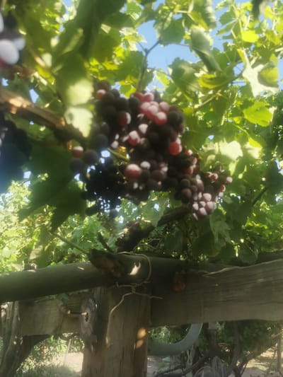 A close-up, low-angle shot shows a cluster of ripe red grapes hanging from a vine, illuminated by bright sunlight. The grapes are a mix of deep red and purple hues, with some appearing lighter and almost white where the sun hits them directly. They are clustered together on a thick stem, surrounded by green grape leaves. The vine is supported by a weathered wooden structure, visible in the foreground, with posts and beams showing signs of age and outdoor exposure. In the background, more grape vines and foliage create a dense green canopy against a clear blue sky. Sunlight filters through the leaves, casting dappled shadows on the scene. The overall impression is one of a sunny day in a vineyard. There are no people or animals visible. The scene appears to be set in a rural agricultural setting. Some text is visible on a circular object attached to the wooden structure, appearing to be a logo or label, but it is not clearly legible. The time of day is likely daytime, given the bright sunlight and clear sky. The weather appears to be fair and sunny.