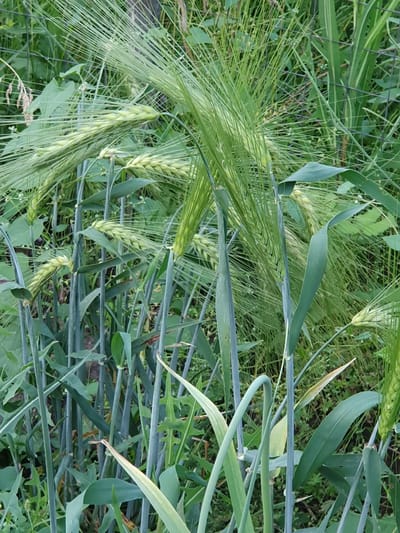 In Novoivanivka, Ukraine, a close-up, eye-level shot captures a dense cluster of young green wheat stalks and ears. The stalks are a deep, muted green, with some showing a slightly bluish or grayish tint. The wheat ears are developing, with visible grains clustered together and long, fine awnings extending outwards, creating a feathery texture. The background is a blur of more green foliage, likely other plants and grass, with hints of a dark, possibly metal, fence. The lighting is natural, suggesting an outdoor environment. There are no people or animals visible in the frame.
